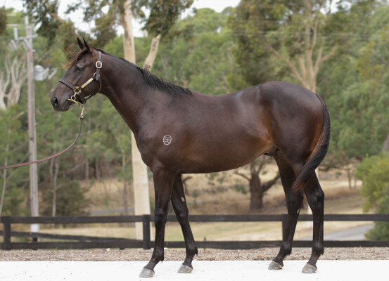Lot 196: Shamus Award / Miss Encosta