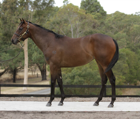 Lot 383: Shamus Award / Samurai Dream (NZ)