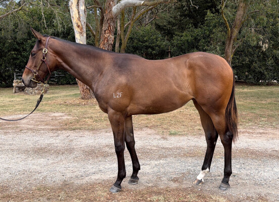 Lot 240: Starspangledbanner / Native Girl (NZ)