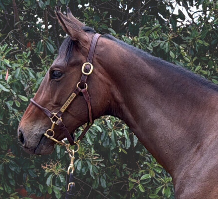 Lot 240: Starspangledbanner / Native Girl (NZ)