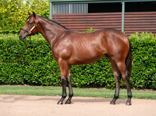 Lot 474: Stay Inside / Sugar Mummy (NZ)