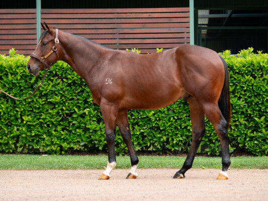 Lot 758: Toronado (IRE) / Diablotine (IRE)