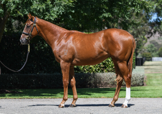 Lot 14: Supido / Floradora