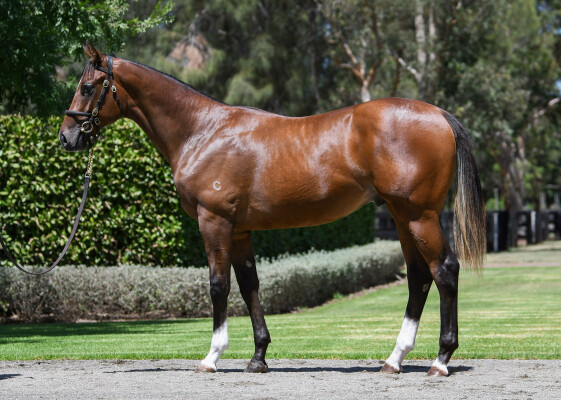 Lot 20: Starspangledbanner / Frontalis