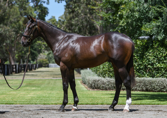Lot 22: Justify (USA) / Galanthus (GB)