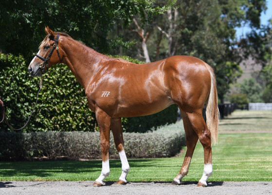 Lot 375: Starspangledbanner / Sacred Eye