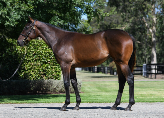 Lot 376: Wootton Bassett (GB) / Sacred Valley