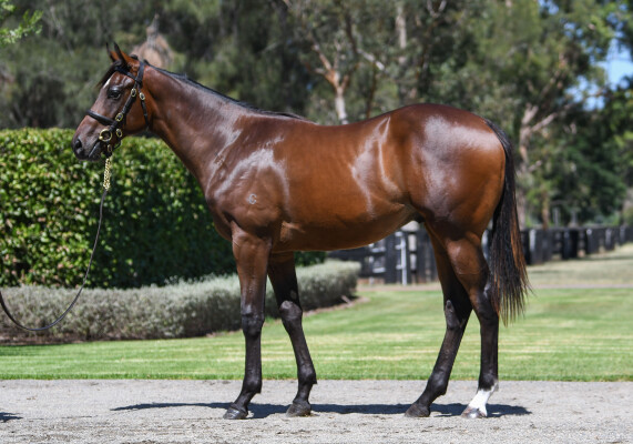 Lot 577: So You Think (NZ) / White Russian