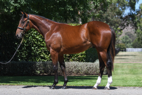 Lot 628: Home Affairs / Anjeo (IRE)