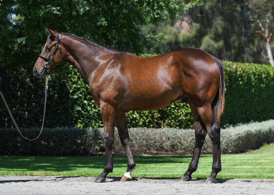 Lot 638: St Mark's Basilica (FR) / Art Collection