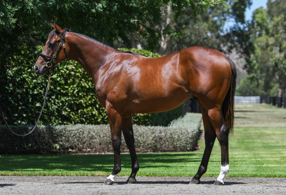 Lot 706: Home Affairs / Celts