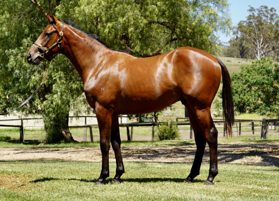 Lot 95: Artorius / Jaylo