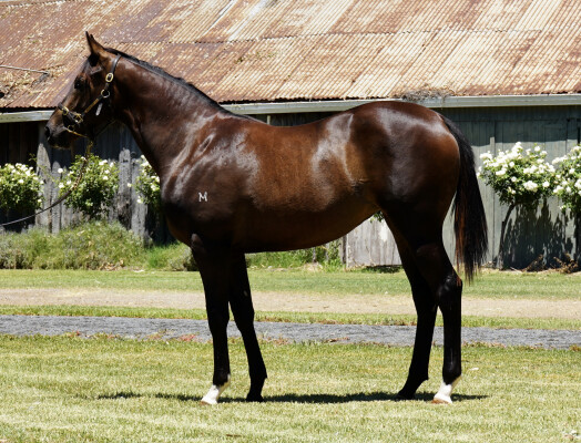 Lot 137: Cosmic Force / Libertine Miss