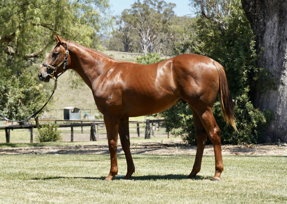 Lot 650: Profiteer / Backpacker Express