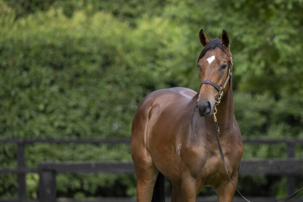 Lot 200: Sejardan / Miss Norway