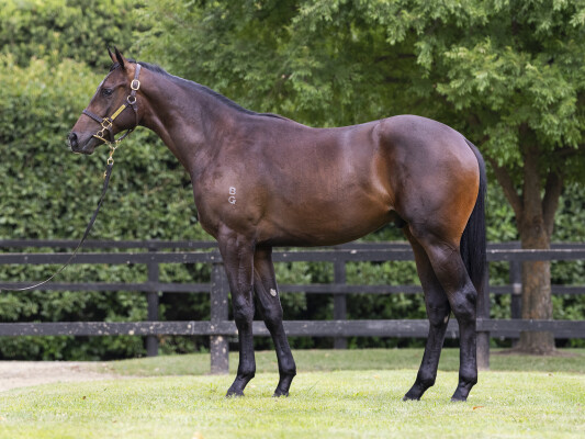 Lot 411: Sejardan / Sharnee Rose