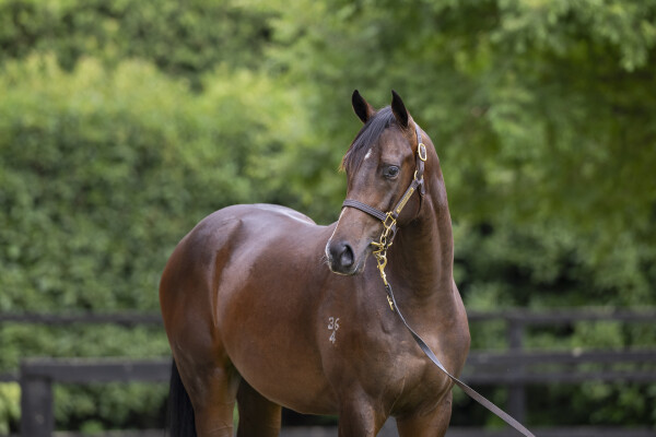 Lot 411: Sejardan / Sharnee Rose