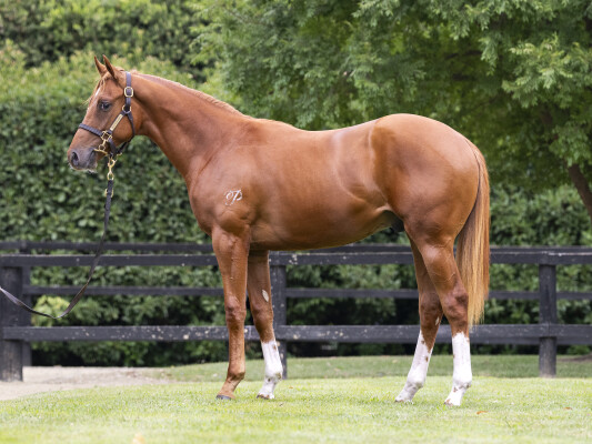 Lot 428: Jacquinot / Show Me More (NZ)