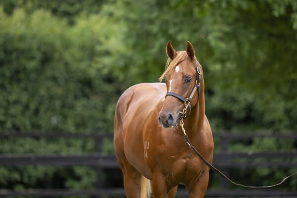 Lot 428: Jacquinot / Show Me More (NZ)