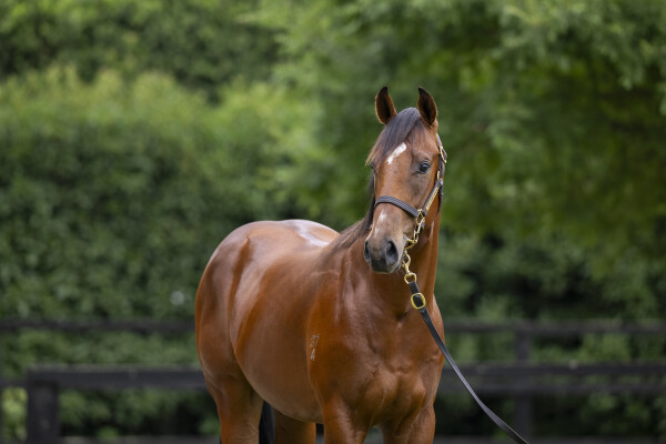 Lot 452: Flying Artie / Songye