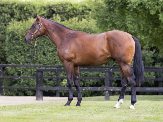 Lot 565: All Too Hard / Waikato Lass