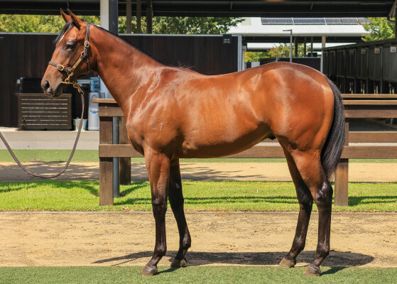 Lot 454: Peltzer / Sophie's Choice