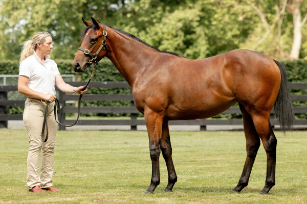 Lot 151: Super Seth / Lottacheex (NZ)