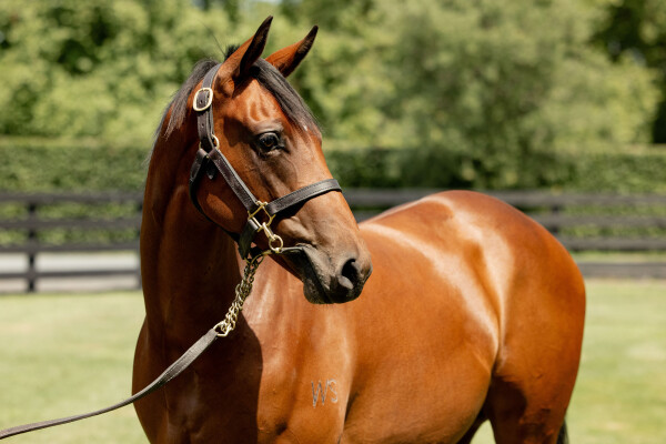 Lot 151: Super Seth / Lottacheex (NZ)