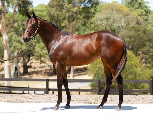 Lot 313: Shamus Award / Pop Star Princess (NZ)