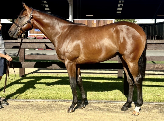 Lot 33: Brutal (NZ) / Gingie