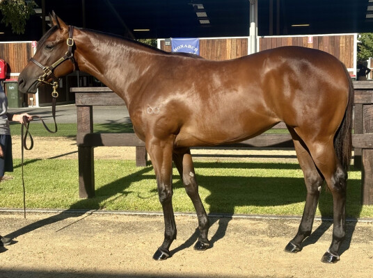 Lot 203: Harry Angel (IRE) / Miss Trouble Maker