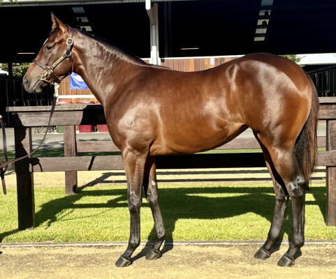 Lot 171: Lucky Vega (IRE) / Masikota