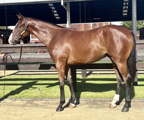 Lot 331: Bivouac / Raneen (NZ)