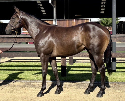 Lot 366: Artorius / Royal Hussy