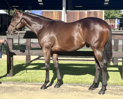 Lot 619: Brave Smash (JPN) / Al's Magic Miss