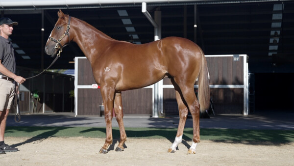 Lot 17: Farnan / French Boss