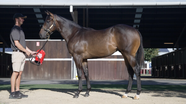 Lot 58: Captivant / Hateel