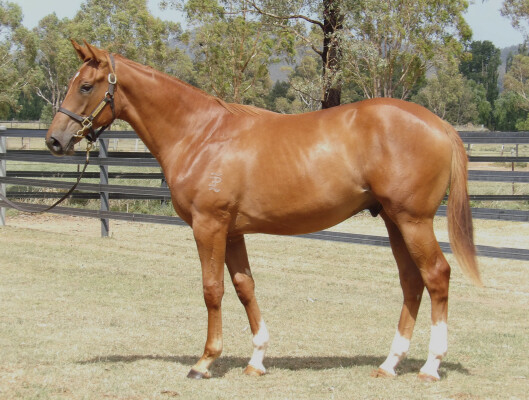 Lot 27: Star Turn / Gharaam