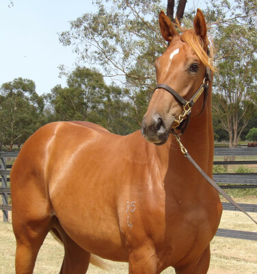 Lot 27: Star Turn / Gharaam