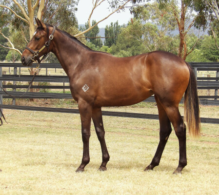 Lot 195: Tagaloa / Miss Dubois (NZ)