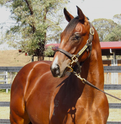 Lot 544: Anamoe / Unequivocal