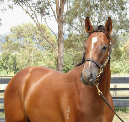 Lot 602: Hitotsu / Zhaojun