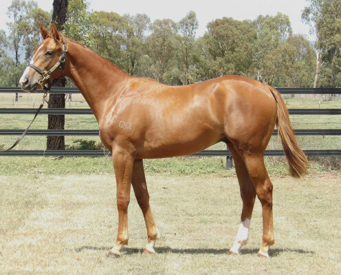 Lot 717: Bivouac / Chocolicious (SAF)