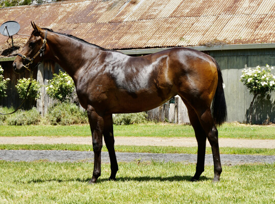 Lot 536: Written By / Tussah