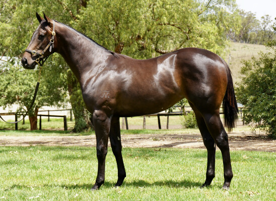 Lot 616: Nicconi / Aeecee Tong De