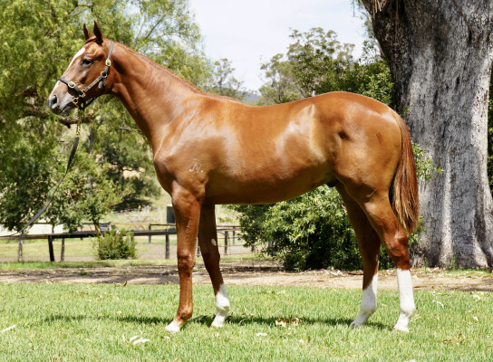 Lot 629: Top Ranked (IRE) / Annamarie