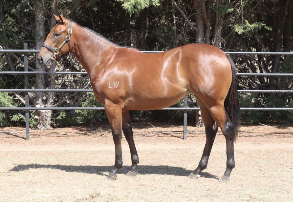 Lot 163: Best of Bordeaux / Majestic Trick (USA)