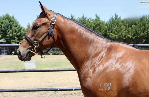 Lot 163: Best of Bordeaux / Majestic Trick (USA)