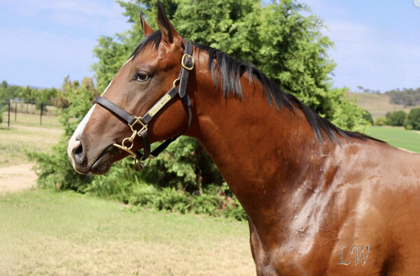 Lot 323: In the Congo / Qiji Bellezza