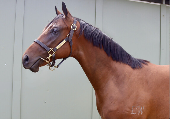 Lot 422: Wild Ruler / Shiso